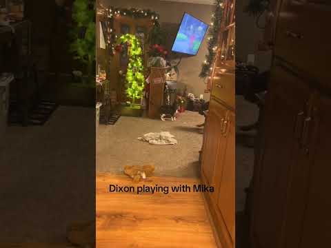 Dixon playing with Mika #cat #kitty #kitten