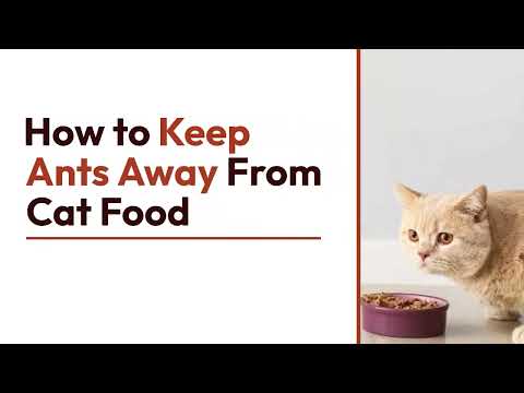 How to Keep Ants Away From Cat Food | A Quick and Easy DIY | The Guardians Choice