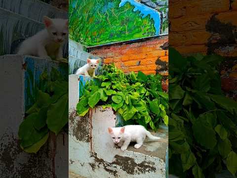 Little fluffy cute kitten and his sibling #cat #cuteness #catrescue