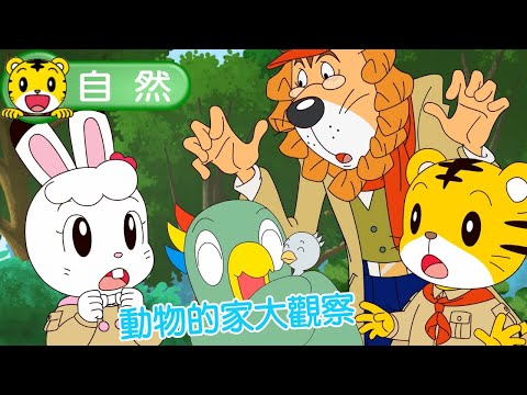 2025年1月號快樂版【自然大驚奇】動物的家大觀察