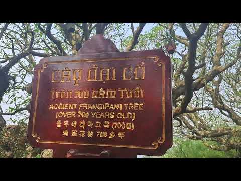 700 YEARS ACCIENT TREE😱 #amazing