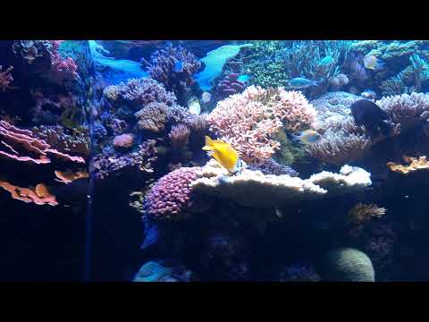 Darren's 800 Gallon Reef Update! This tank is amazing!