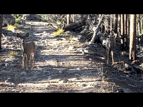 Graceful Deer and Baby Fawn Block Hiking Trail