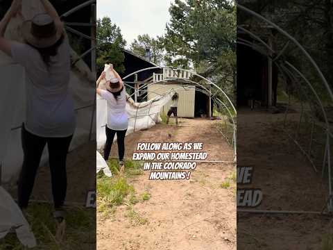 Today on the Homestead: Expanding Our Colorado Mountain Homestead | Follow Our Journey #shorts