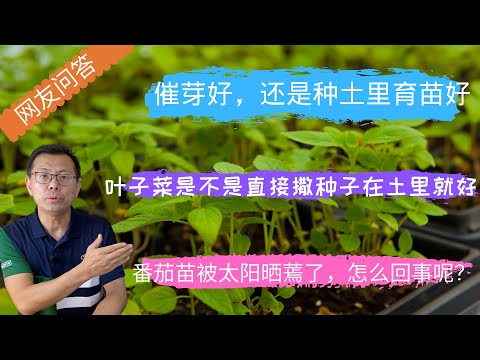 网友问答13：育苗时种子要催芽吗？为什么西红柿苗被晒蔫了？