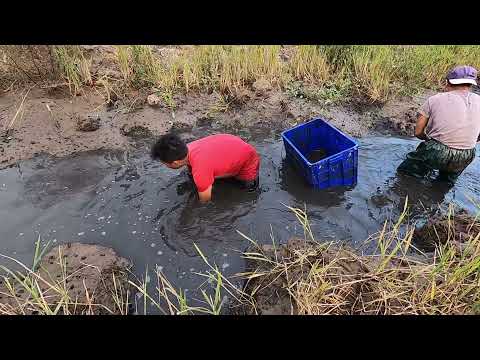 Using Large Capacity Pumps Draining the Trench To Catch Giant Predator Fish | Hunting Giant Fish