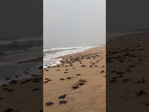 Rushikulya River Mouth, Ganjam • Tortoise Babies • Turtle • Nature • Sea beach • Odisha tourism