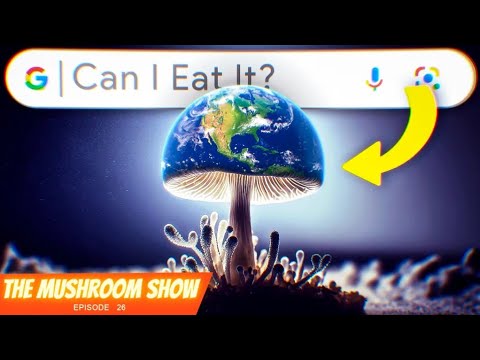 Everything You Ever Wanted To Know About Mushrooms? Most Googled Questions (The Mushroom Show EP 26)