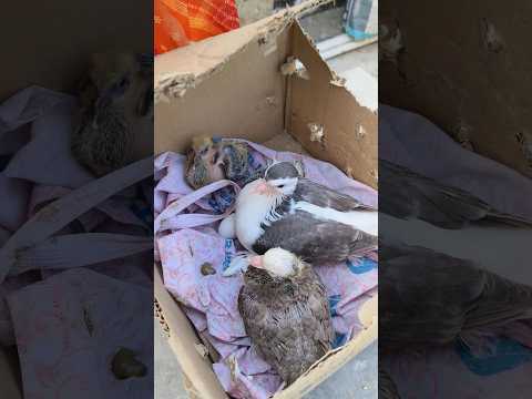 Lahori Seraji Pigeon Baby In Darbhanga Bihar // Kabootar WhatsApp Status #shots #kabutar #darbhanga