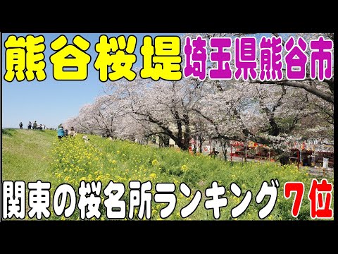 全国桜名所ランキング９位　『熊谷桜堤』　埼玉県熊谷市