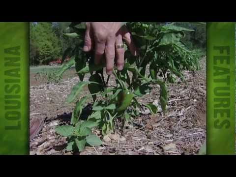 "Equiterra Farms" Paul Davidson's organic farm in Clinton, La (2005)