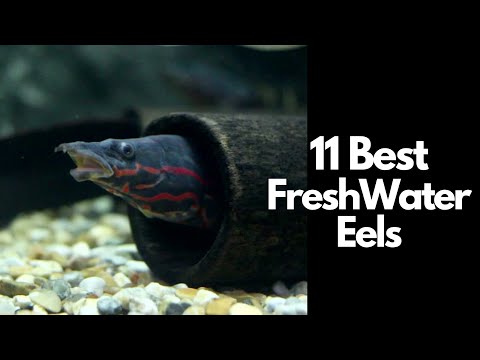 11 Best Freshwater Eel Species You Need to Know 🐍