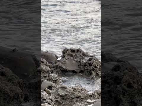 礁岩海岸的白紋方蟹! Crabs on the coral beach! #wildlife #nature