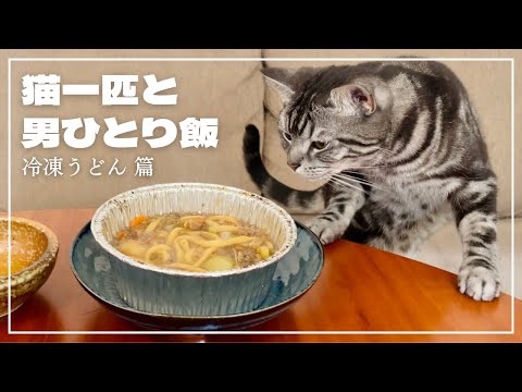 妻不在につき、愛猫に見守られながらコンビニの冷凍うどんをすする【猫一匹と男ひとり飯】