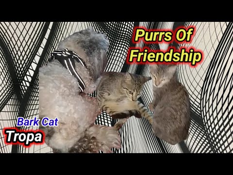 Barks of Kindness, Purrs of Friendship