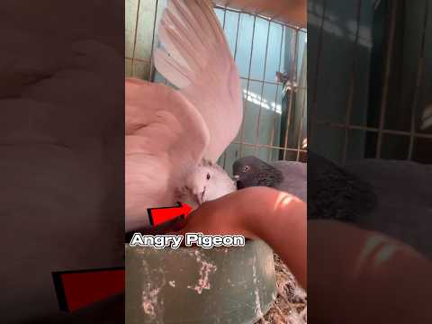 My angry pigeon attacking me 😲🕊️ || #birds #pigeon #angry #ytshorts #shorts