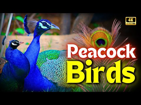 Beautiful Peacock Bird's Documentary | Secrets of Beauty & Colorful Feathers | Creative Nature