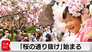 大阪の春の風物詩「桜の通り抜け」始まる　141品種を満喫（2024年4月5日）