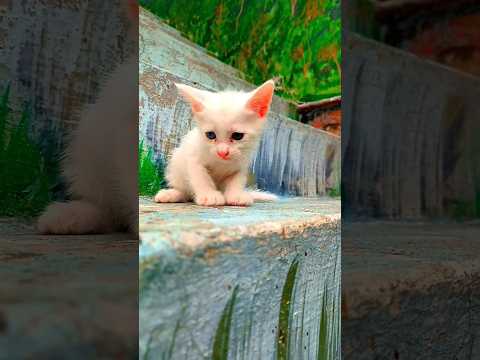 So cute bunny kitten #cat #cuteecats #funnycat #cutestreetcats #kitten