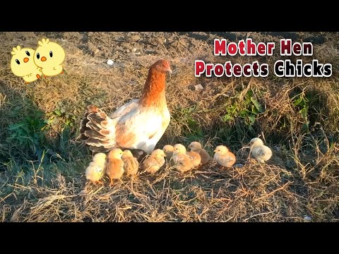 Mother Hen Protecting Baby Chicks Under her Wings!