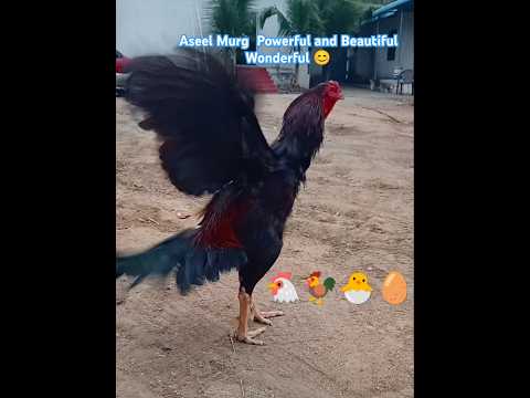 Aseel Murga A Powerful and Beautiful Poultry Wonder #shorts #aseelmurga