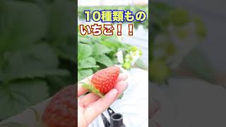 【高崎市吉井町】おすすめいちご狩り #shorts #高崎市  #いちご狩り  #スイーツ