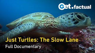 Just Turtles: Exploring the Lives of Ancient Reptile | Full Documentary