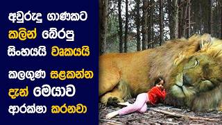 🎬 The වුල්ෆ් and ද LION : Movie Review Sinhala | Movie Explanation Sinhala | Sinhala Movie Review