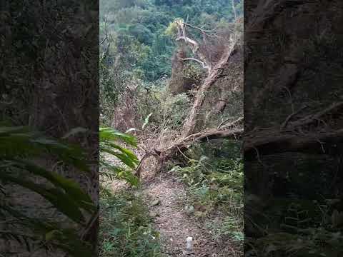 1-13  新北市中和區景點 圓通寺烘爐地登山步道 華新街109巷登山口 外挖子山 光明頂 南山福德宮