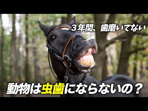 動物は虫歯にならない理由！甘いものを食べないだけじゃない