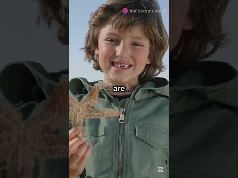 The Boy and the Starfish: A Heartwarming Tale