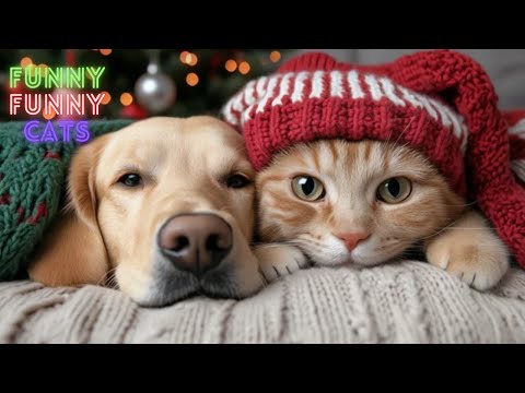 Cat Funny Videos 😹😂  2 Hour Compilation Of Fun Cat Videos That Will Make You Laugh And Find Peace 😺😂