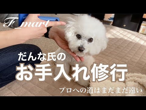 だんな氏のお手入れ修行　プロへの道はまだまだ遠い　ｰビションフリーゼ犬ｰ