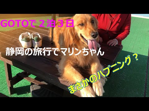 GOTOを利用してゴールデンレトリバーの大型犬が泊まれるホテルへプールで溺れる？犬が可愛すぎる