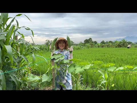 The fields in the countryside are really beautiful. A trip to the countryside is refreshing and ful