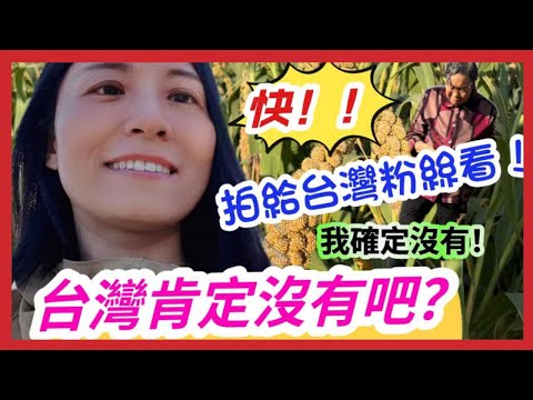 快拍給台灣人看❗大陸這座寺廟竟然是台灣人出資修建的❗這種植物，台灣肯定沒有吧❓我確定沒有，真的沒見過❗