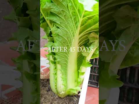 Tips for Growing Napa Cabbage At Home, For Those Without a Garden, Simple And Effective