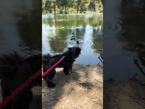 Gucci saying hi to the ducks#shihtzu