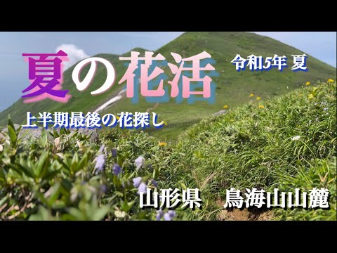 【高山植物・山野草】夏の花活　山形県鳥海山山麓　山頂に行かなくても楽しめます