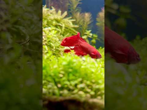 Betta Forest Scape #aquarium #aquaquarium #fishtank #bettbetter #fish