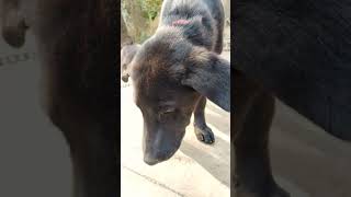 Chiku Labrador dog day 19 #chikuthepet #doglover #chikulabradordog #dogvideo #funny #funnypuppy #dog