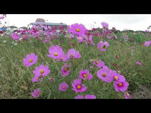 佐賀空港のコスモス園 令和6年10月