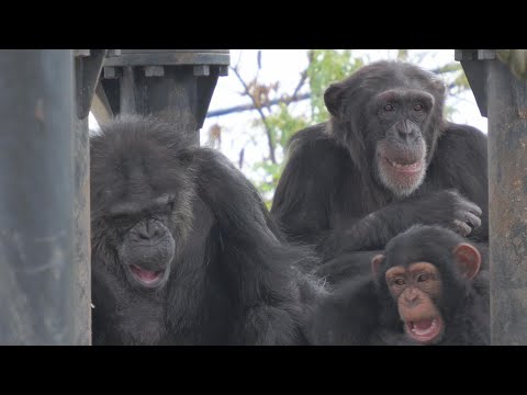 Steady progress! Ichigo and Chiyo-chan. Kamine Zoo Chimpanzee 202410