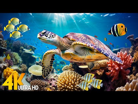 Under Red Sea 4K - Beautiful Coral Reef Fish in Aquarium, Sea Animals for Relaxation - 4K Video UHD