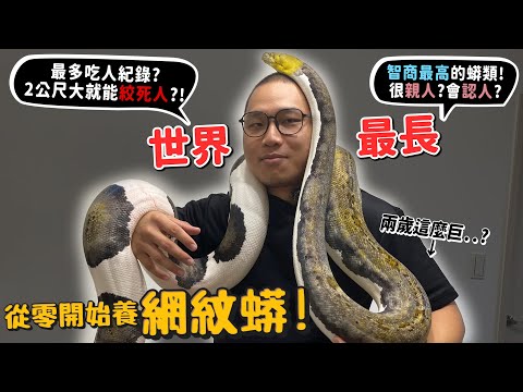 【從零開始養】網紋蟒!最多吃人紀錄?世界最長的巨蟒有多長?被蛇纏絞100%自救的辦法?網紋蟒吃小豬過程【許伯簡芝】