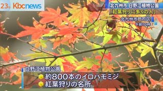 モミジ８００本色づき…白野江植物公園で紅葉まつり