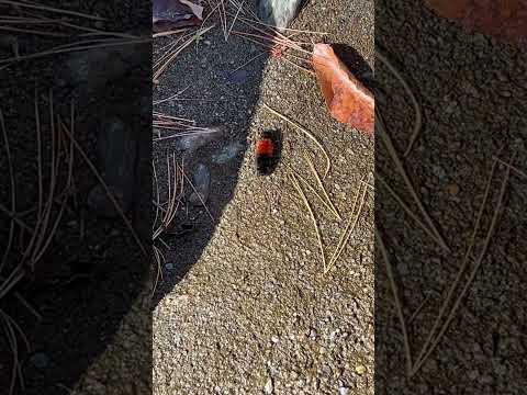 Go wooly bear caterpillar go! Gotta love the wildlife while out panning #Insect #Monarch #Gold #Bug￼