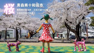 【青森県の桜名所】青森県十和田市 - 十和田市官庁街通り - 日本の道100選