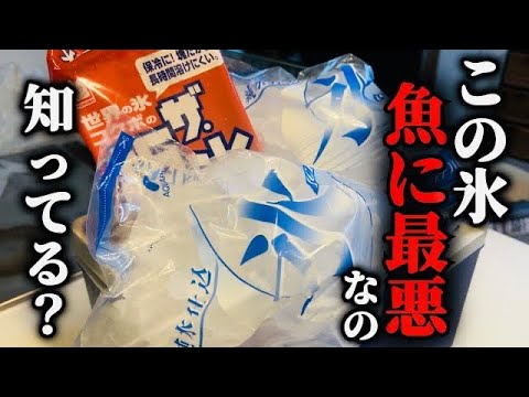 【９割以上が間違い】スーパーやコンビニ氷は魚に最悪です。