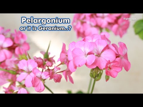 Pelargonium | Geranium Plant | Flower Plants | Gardening | Nature | Garden Plants | Pelargoniums |